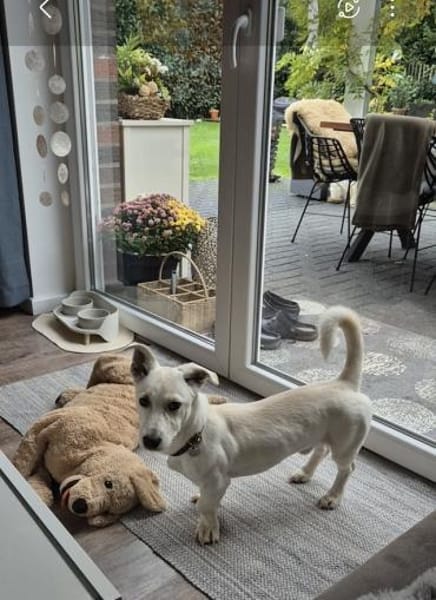 Bob, zurückhaltender Herzensbrecher, 8M