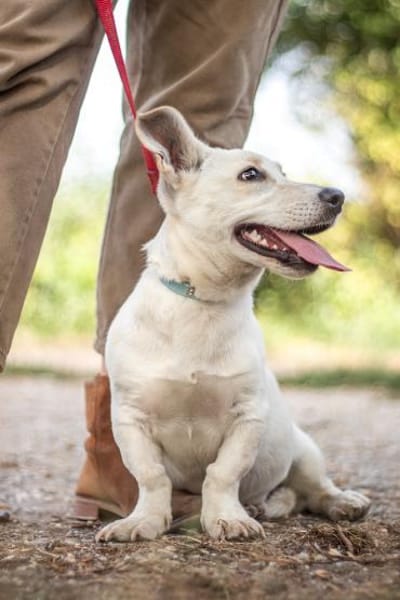 Bob, zurückhaltender Herzensbrecher, 8M