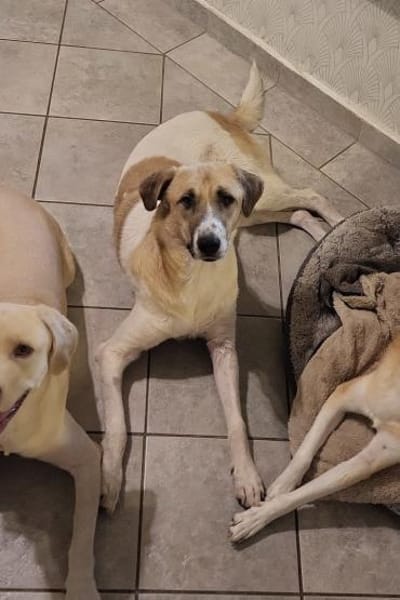 Felicio wartet in 99718 Greussen