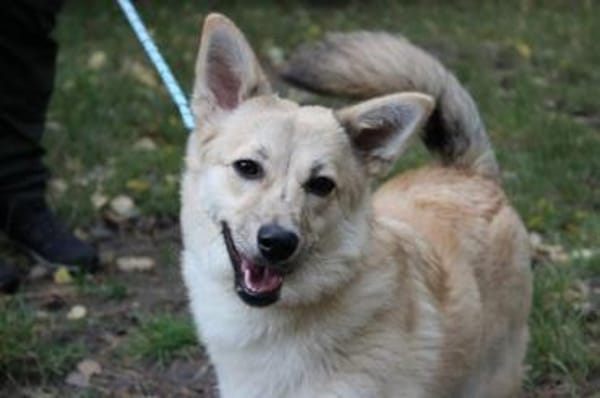 Josie, aktive, freundliche Junghündin