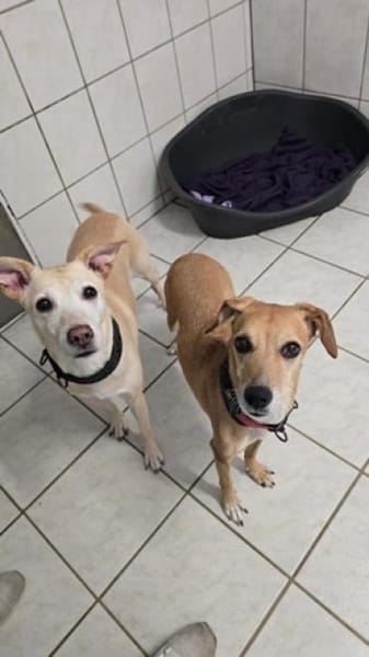 Gwenny & Gilda 2 Schwestern nur zusammen