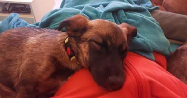 Ernie der kleine Sonnenschein sucht Fami