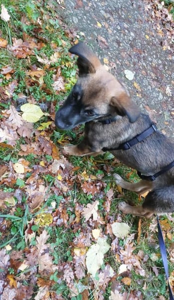 Ernie der kleine Sonnenschein sucht Fami