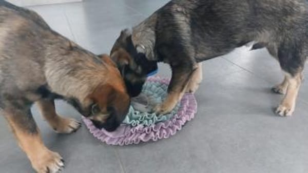 Ernie der kleine Sonnenschein sucht Fami