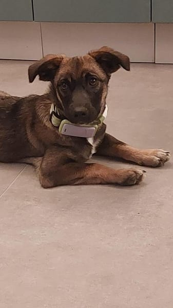 Ernie der kleine Sonnenschein sucht Fami