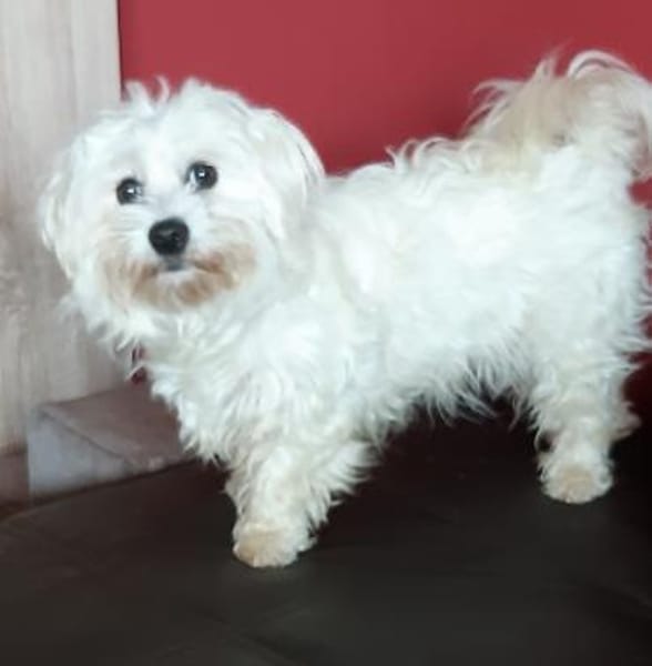 Pelyhecske in 27478 Cuxhaven #