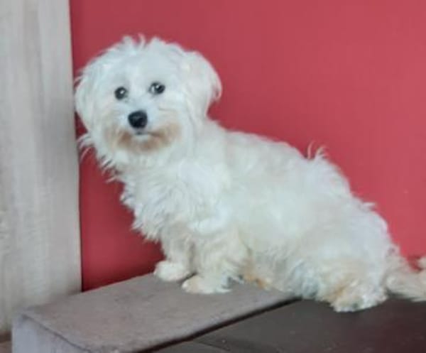 Pelyhecske in 27478 Cuxhaven #