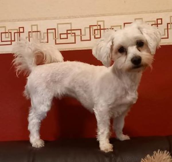 Pelyhecske in 27478 Cuxhaven #