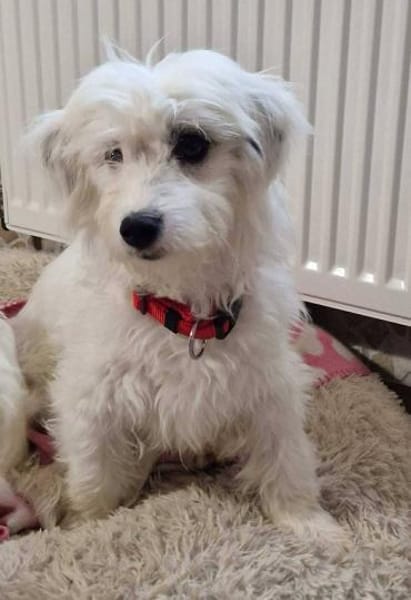 Liebe VALI sucht ihre Familie