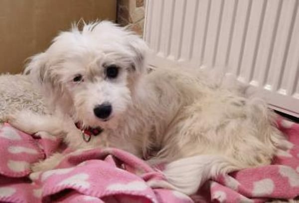 Liebe VALI sucht ihre Familie