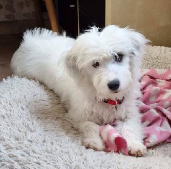 Liebe VALI sucht ihre Familie