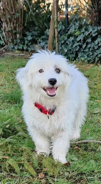 Liebe VALI sucht ihre Familie