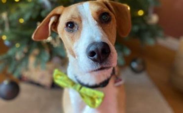 Neues Zuhause für Bailey gesucht