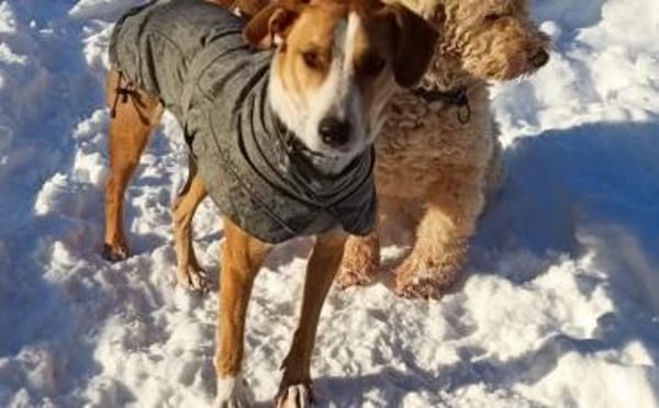 Neues Zuhause für Bailey gesucht