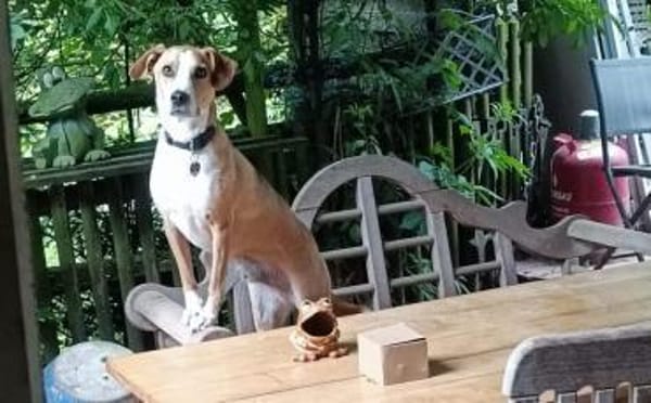 Neues Zuhause für Bailey gesucht