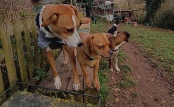 Neues Zuhause für Bailey gesucht