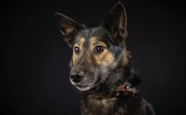 Zuhause gesucht für Lambada