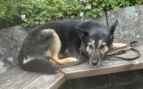 Zuhause gesucht für Lambada