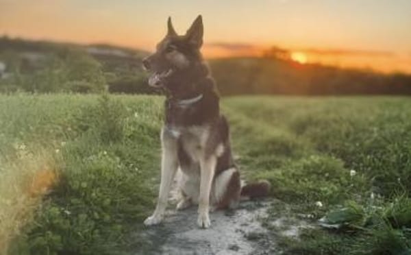 Zuhause gesucht für Lambada