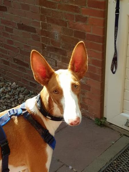 Pancho  unser Podenco Laubube