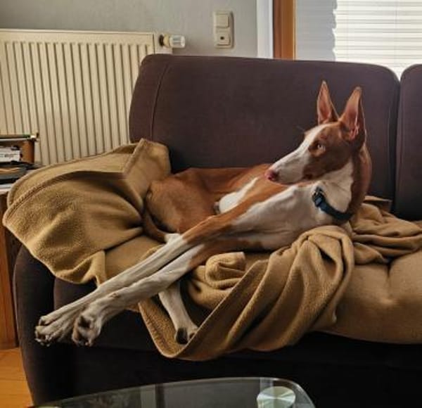 Pancho  unser Podenco Laubube