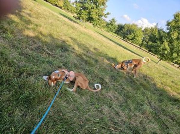 Pancho  unser Podenco Laubube
