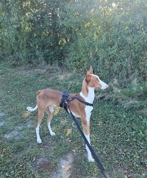 Pancho  unser Podenco Laubube