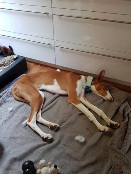 Pancho  unser Podenco Laubube