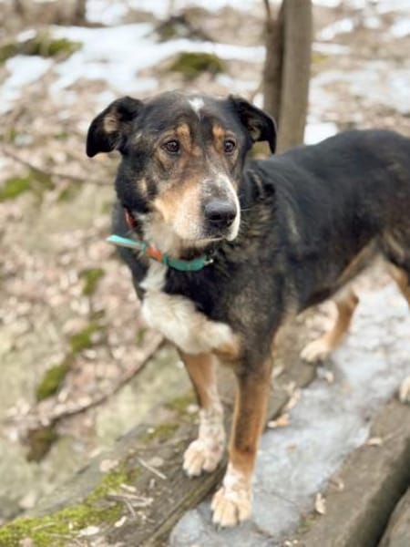 LEVA-liebevolle Familue gesucht