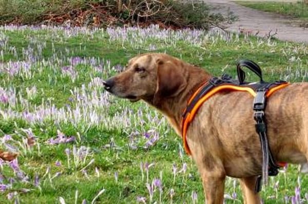 Romeo - wartet in 78315 Radolfzell