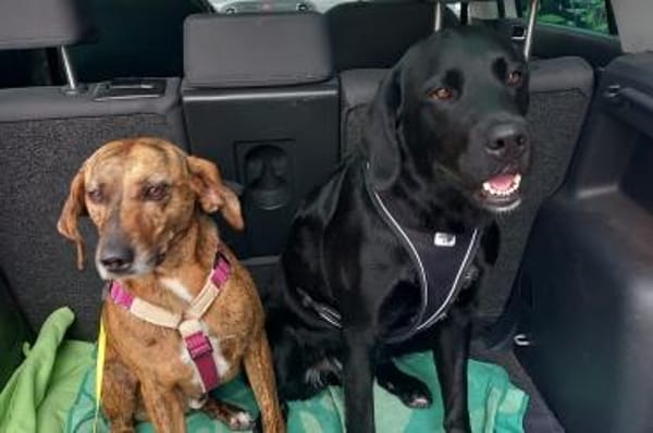 Romeo - wartet in 78315 Radolfzell