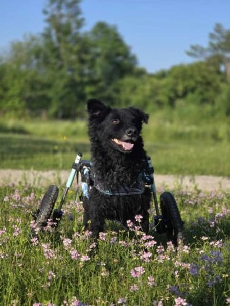 Kämpferherz Hope sucht seine Menschen