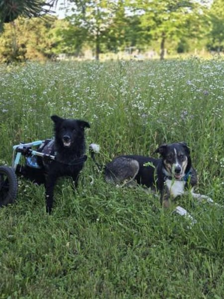 Kämpferherz Hope sucht seine Menschen