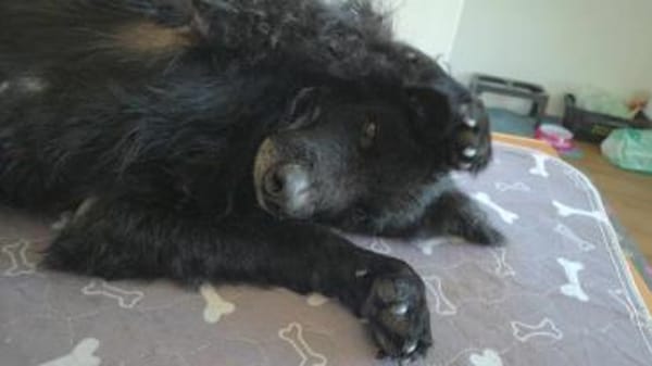 Kämpferherz Hope sucht seine Menschen