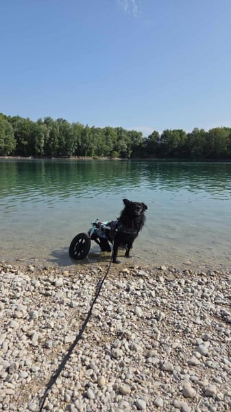 Kämpferherz Hope sucht seine Menschen