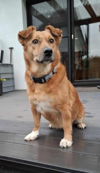 Süße und liebe Sara sucht gutes Zuhause