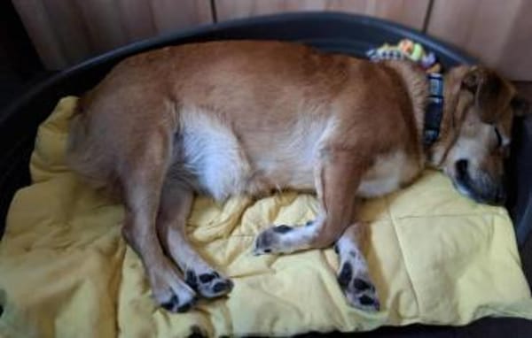 Süße und liebe Sara sucht gutes Zuhause