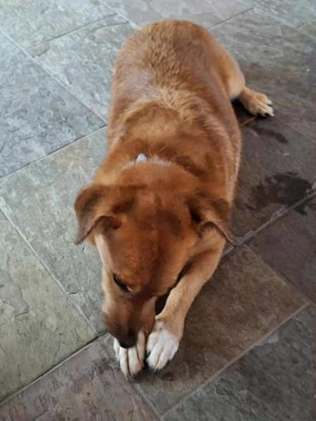 Süße und liebe Sara sucht gutes Zuhause