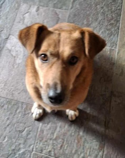 Süße und liebe Sara sucht gutes Zuhause