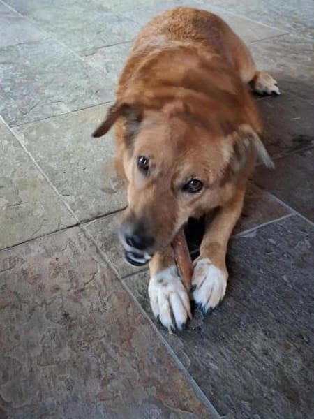 Süße und liebe Sara sucht gutes Zuhause