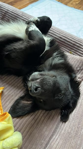 Mara - liebevolle Familienhündin