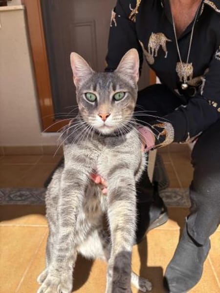 Werde Pflegestelle für Katzen in NOT