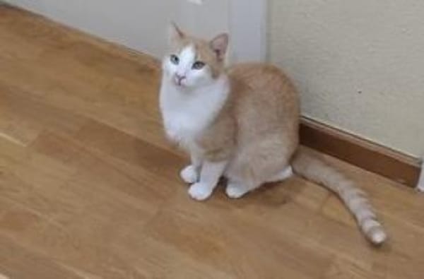 Werde Pflegestelle für Katzen in NOT