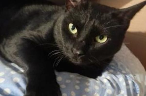 Werde Pflegestelle für Katzen in NOT