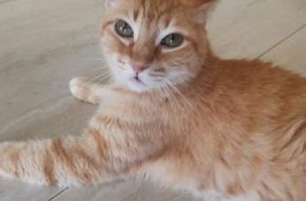 Werde Pflegestelle für Katzen in NOT