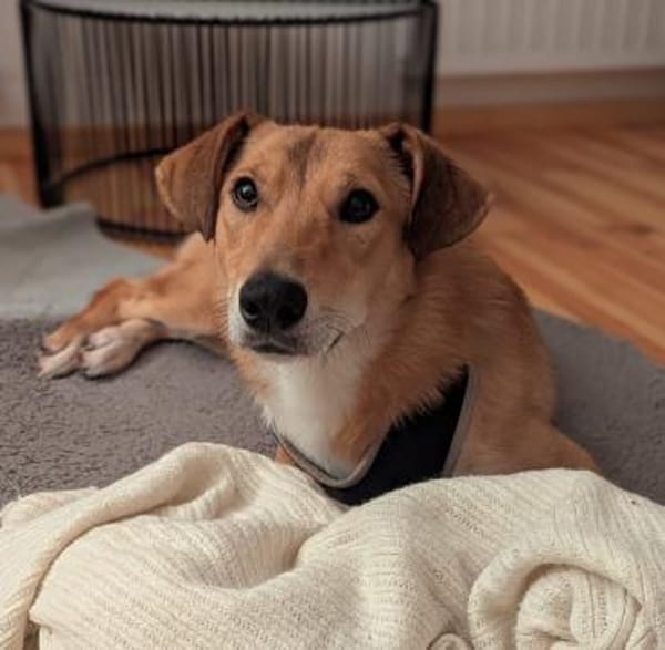 Denny,jung,freundlich,gelehrig