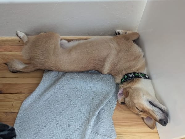 Denny,jung,freundlich,gelehrig