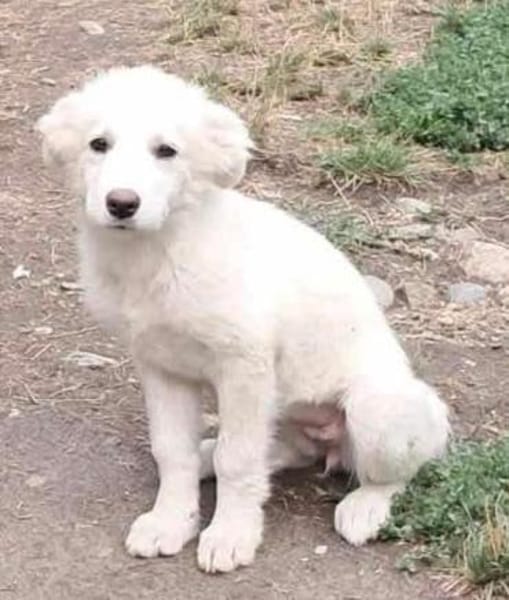 Joy, auf der Suche nach dem Glück