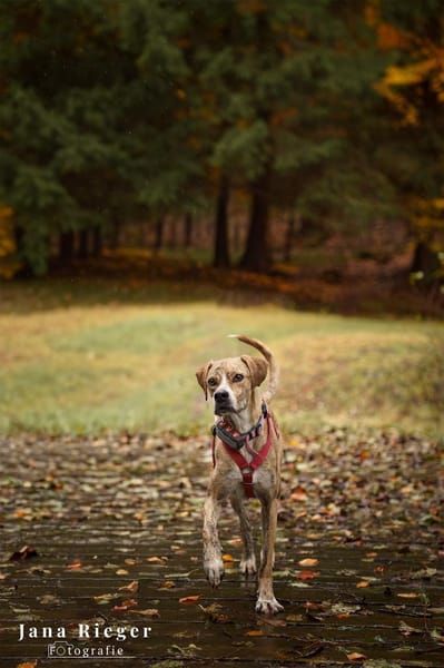 Paco sucht ein Zuhause