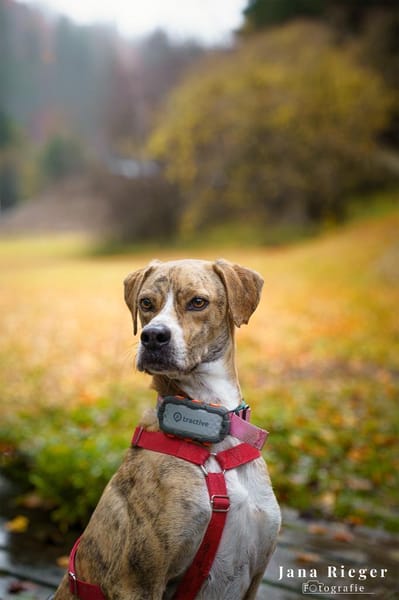 Paco sucht ein Zuhause